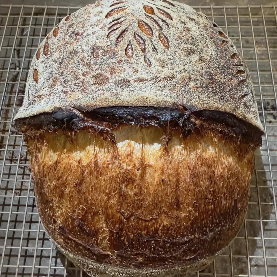 A round sourdough loaf with a tall, open scored ear
