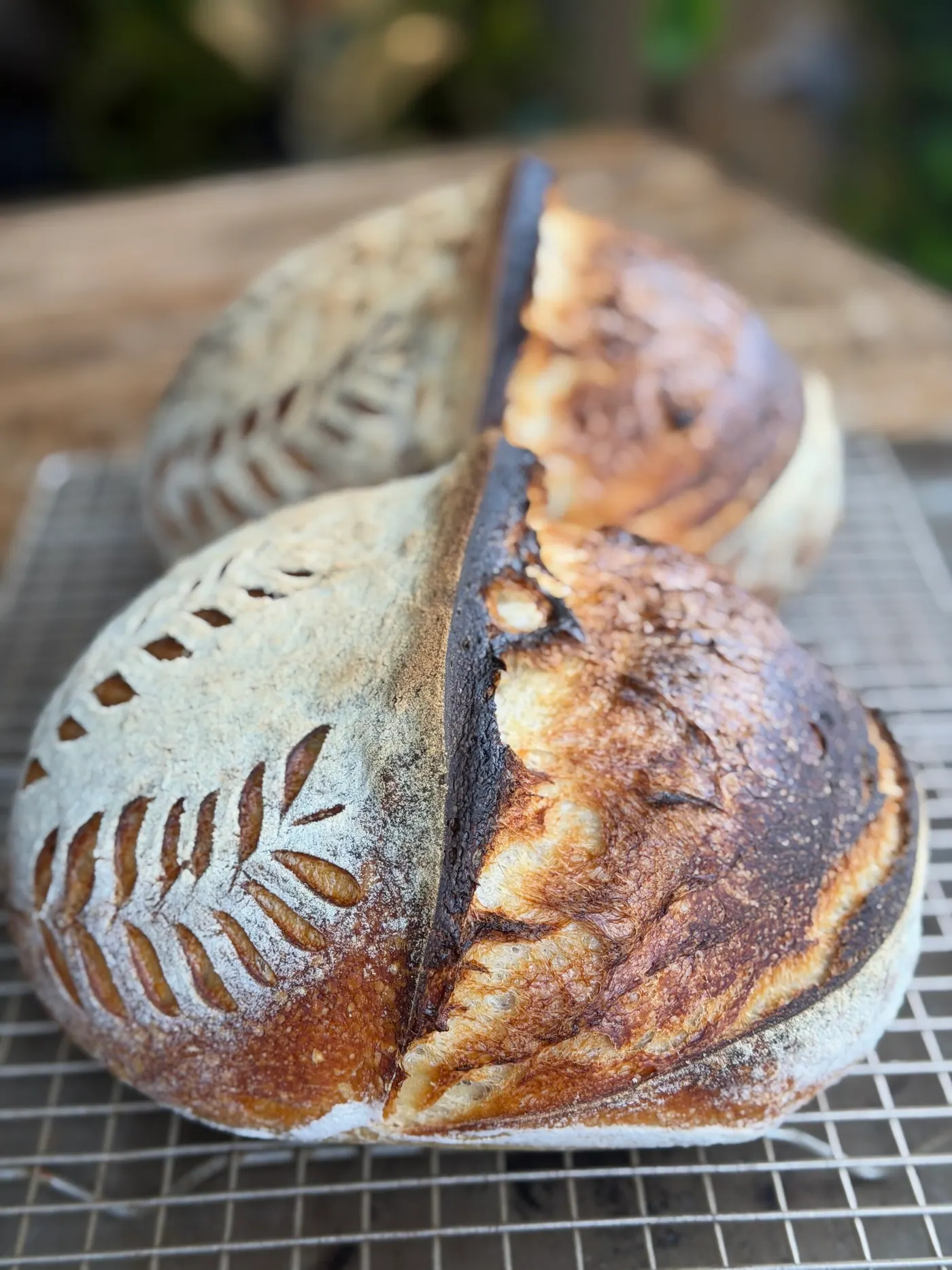 A scored sourdough loaf cut in half, with an open crumb, on a cooling rack